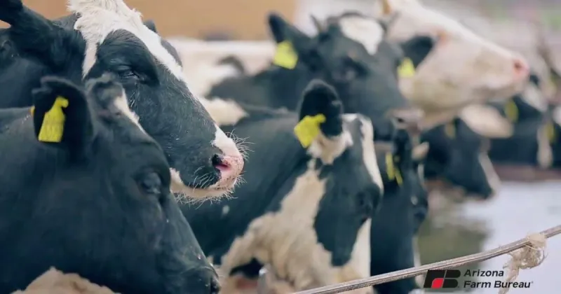 Rosie on the House: Arizona Dairy Farms Lead the Way in Sustainability