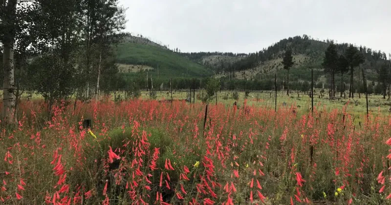 Gardening Etcetera: Neighborhood salad bar -- how mule deer can impact your landscape