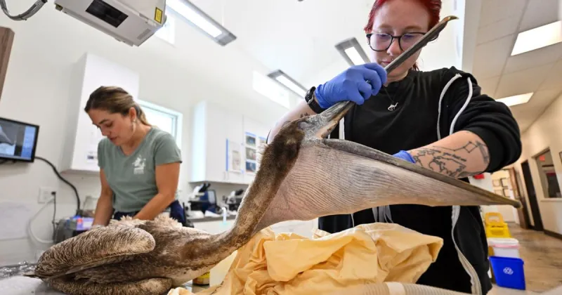 What's killing Southern California seabirds? 'Just one damn thing after another'