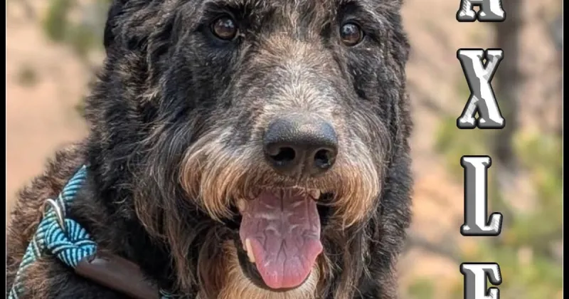 HCH Pet of the Week: Axle