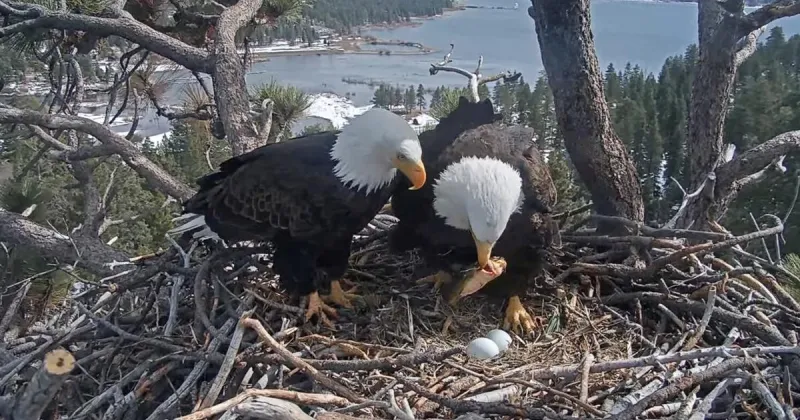 Jackie and Shadow fled during Big Bear fireworks but returned to nest and eaglets the next day