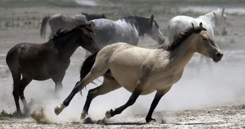 Judge blocks BLM roundup of 856 wild horses in Northern California