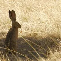 Rabbit virus resurfaces across Arizona as Game and Fish urges hunters to remove carcasses