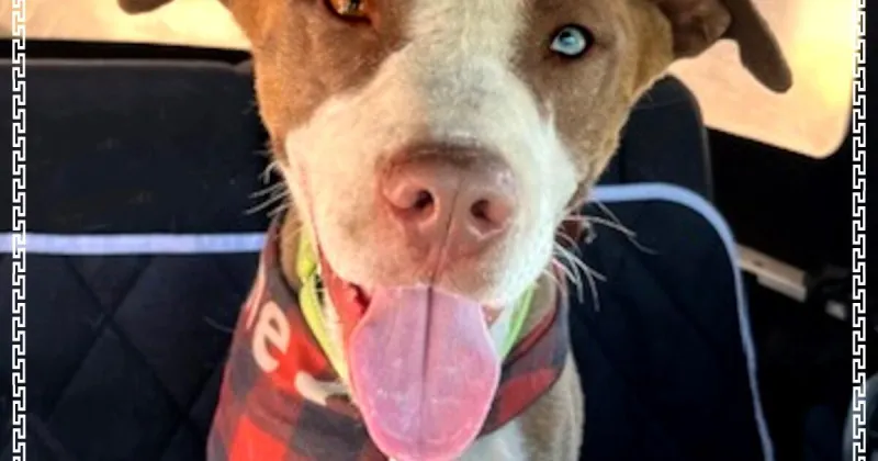 HCH Pet of the Week: Peanut