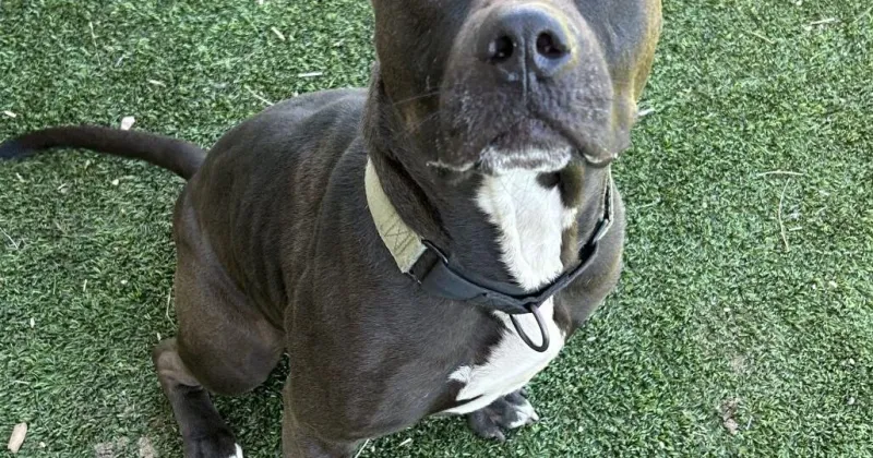HCH Pet of the Week: Crutch
