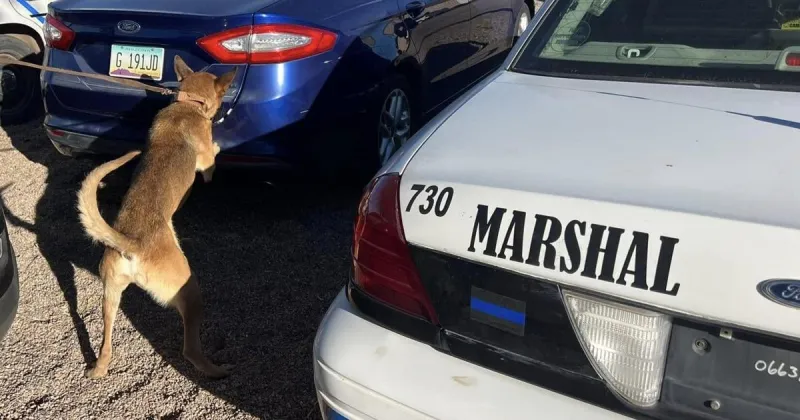 Lawsuits involving TMO K9 program will linger past election