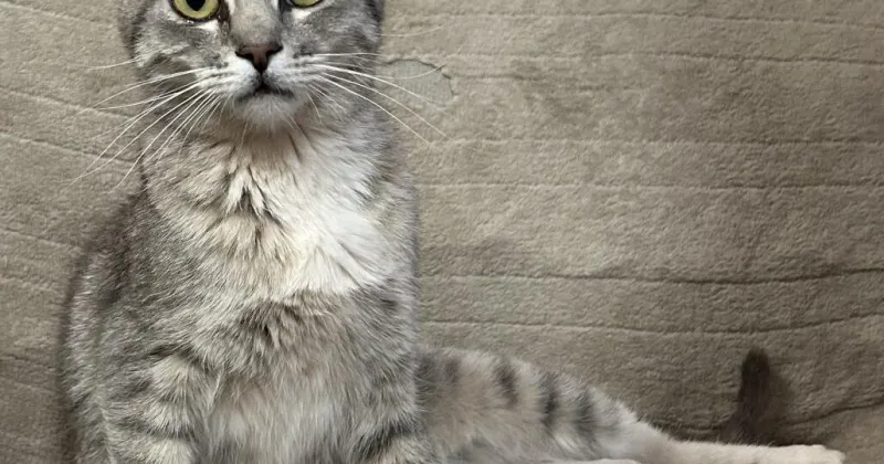 HCH Pet of the Week: Maria