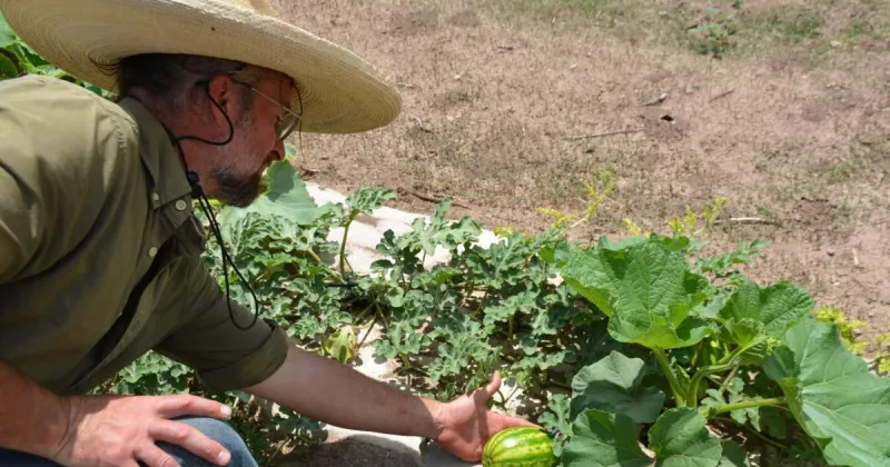 Growing a future: Arivaca eyes opportunities as residents take over gardens