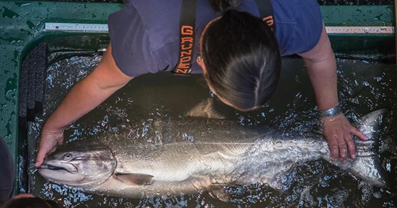 Congress weighs killing more seals, sea lions to save salmon