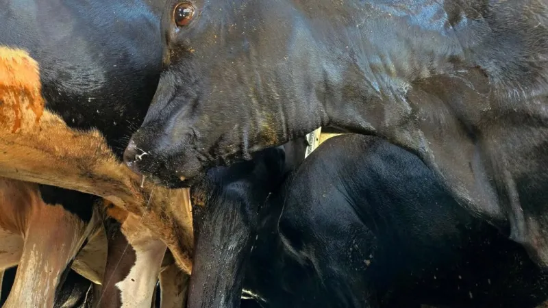 Cows get spa day after truck breaks down in 115-degree Arizona heat