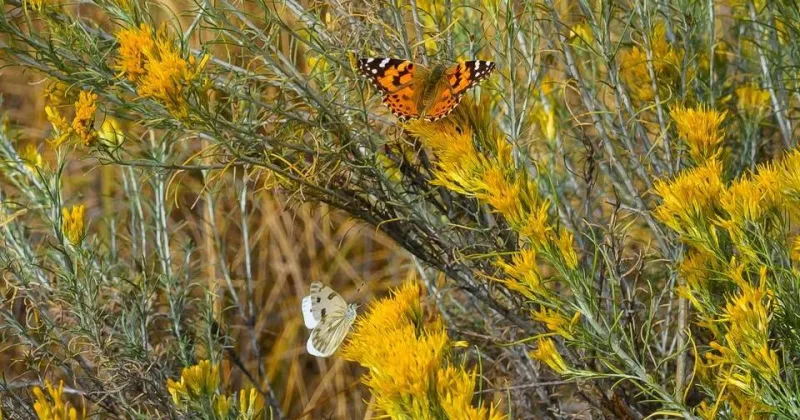 Butterfly Walks