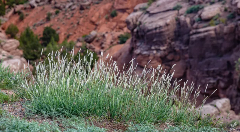 Keeping tabs on Sonoran Desert's 'archenemy' to mitigate wildfire risk