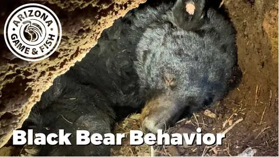 Watch AZGFD researchers go inside a black bear den