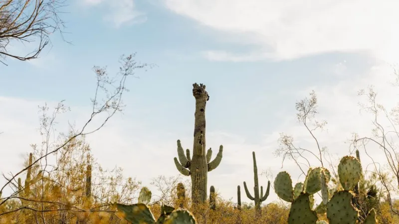 Gumby, a beloved Tohono Chul saguaro, dies
