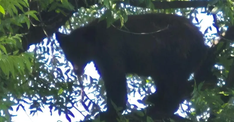 Residents reporting bear sightings in GV and Sahuarita