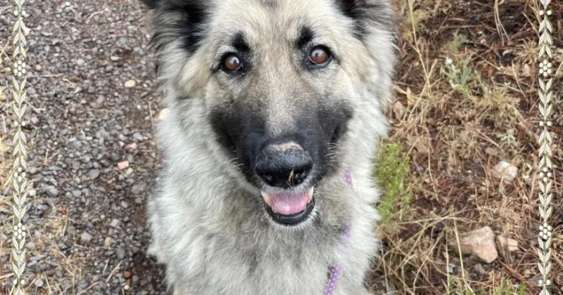 HCH Pet of the Week: Misty