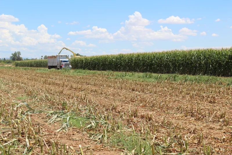 New ASU center to help protect America's agriculture industry from foreign threats
