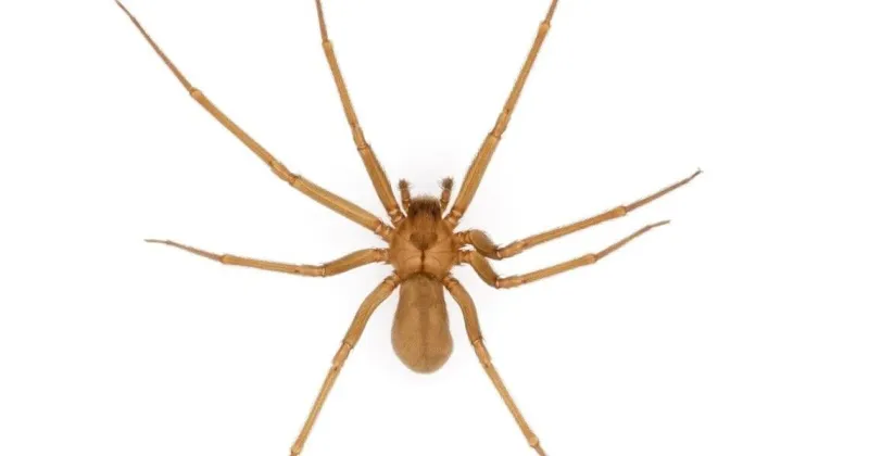 5 things you might not know about the brown recluse