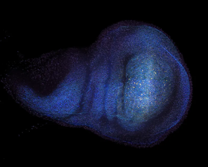 A hidden conversation inside injured tissue may hold clues to regeneration