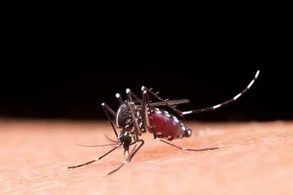 Byline: What Arizona Families Should Know About Insect Bites