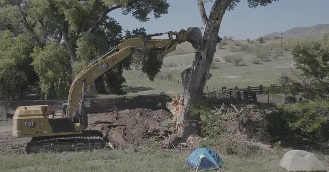 Letter from Home: Epitaph for the desert cottonwoods