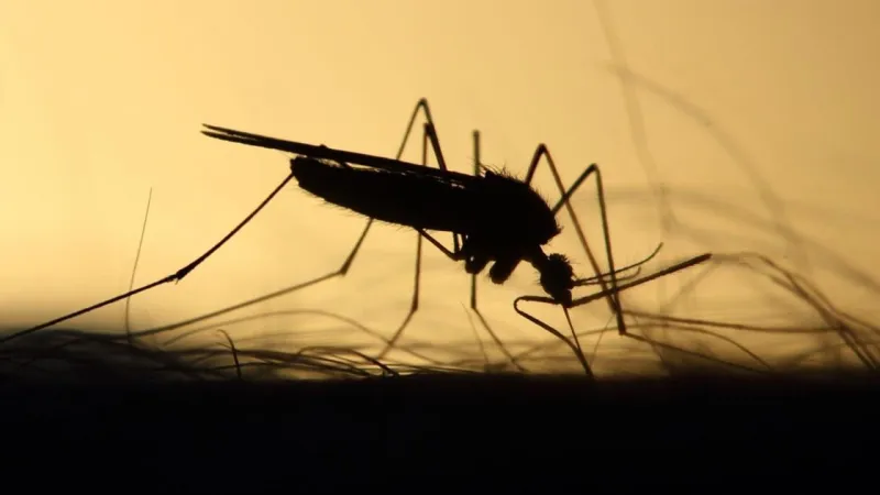 How to avoid the West Nile virus in Arizona