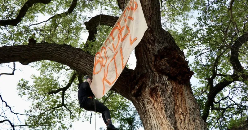 Protesters occupy Lochiel cottonwood in defiance of border wall environmental waivers