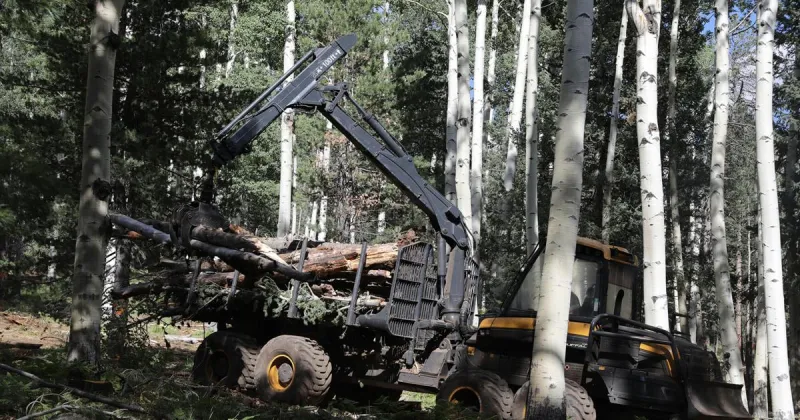 Coconino County funds major fuels reduction project on slopes of San Francisco Peaks