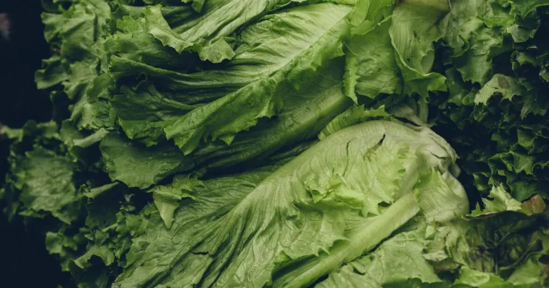 Scared of Cyclospora, Consumers Turn to Local Lettuce