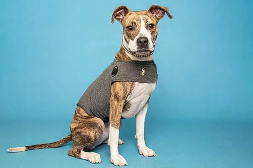 Help pets weather the storm