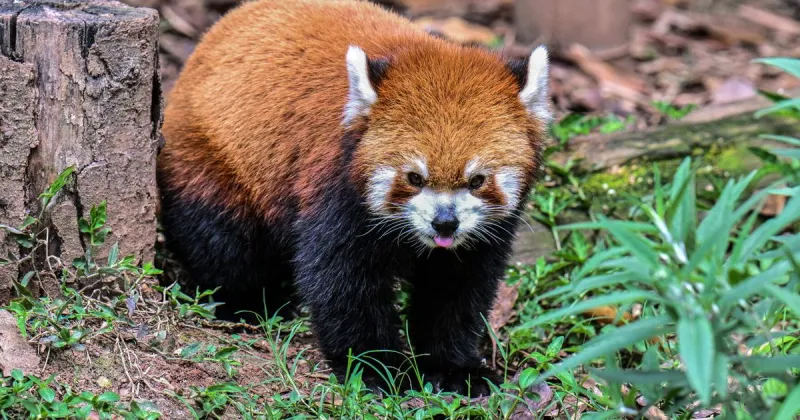 Red panda mom dies weeks after loss of newborn cubs at California zoo