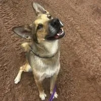 HCH Pet of the Week: Apollo