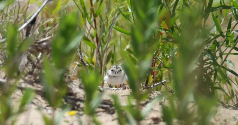 Three Waukegan piping plover chicks disappear less than a week after naming