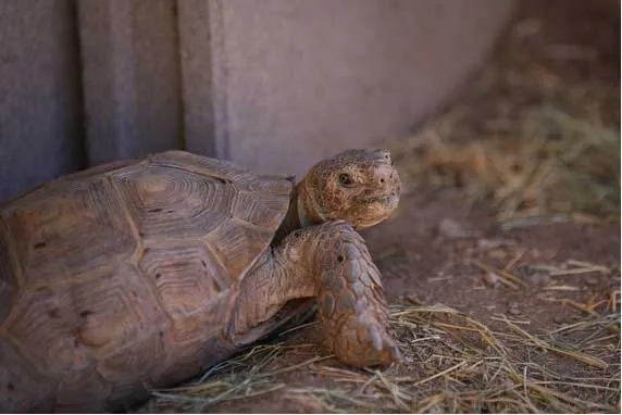 Dozens of non-releasable desert tortoises up for adoption after recent surrenders