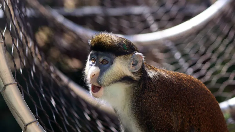 Playful red-tailed monkeys swing into Tucson's Reid Park Zoo