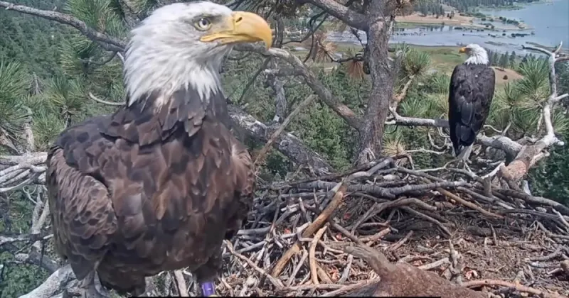 Does Big Bear bald eagle Shadow have a new female friend?