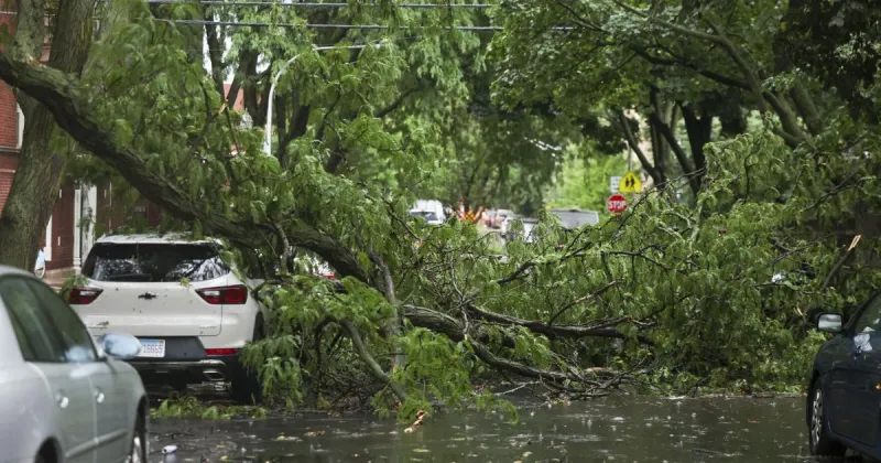 Protecting mature trees from storms and disease can reduce Chicago deaths, study finds