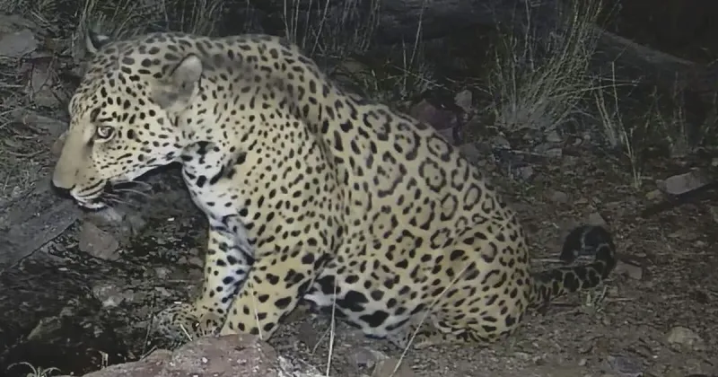 Jaguars Are Ready to Come Back. The Border Wall Might Stop Them.