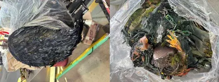 CBP agriculture specialists at the port of Nogales intercept prohibited animal-based costumes