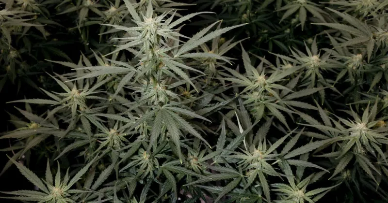 As More Americans Turn to Cannabis, Problem Use Is Increasing