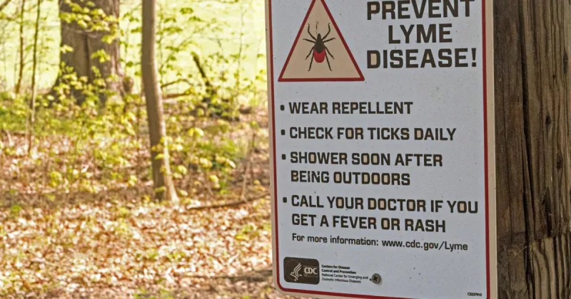 Mice may drive Lyme disease more than deer