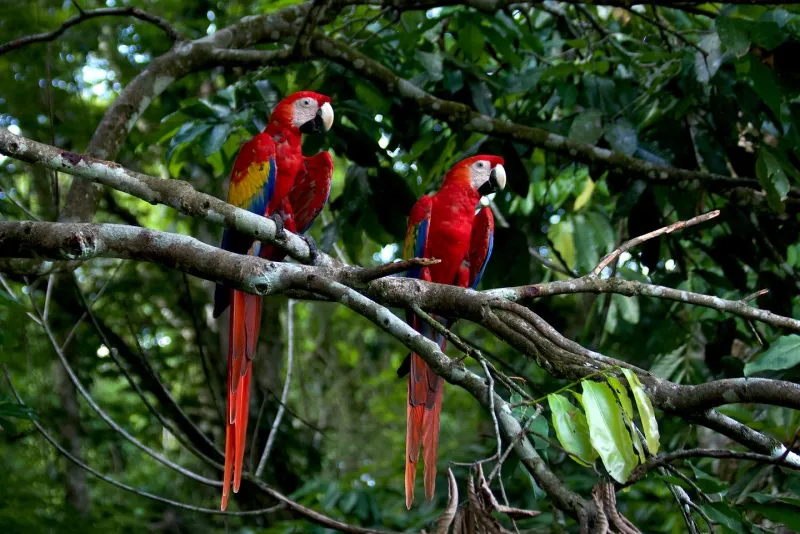 Mapping the 'hidden highways' of Mexico's illegal wildlife trade