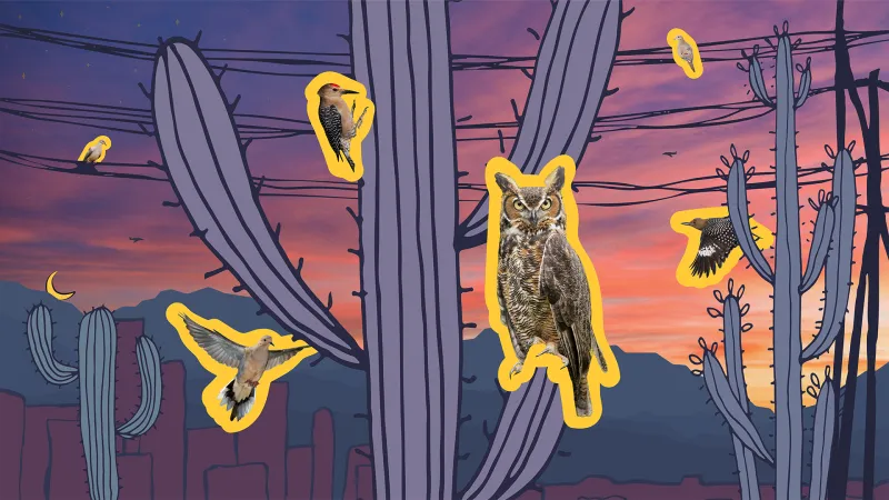 The secret lives of backyard birds
