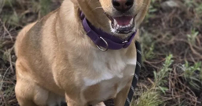 HCH Pet of the Week: Lola