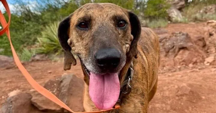 HCH Pet of the Week: Lovey