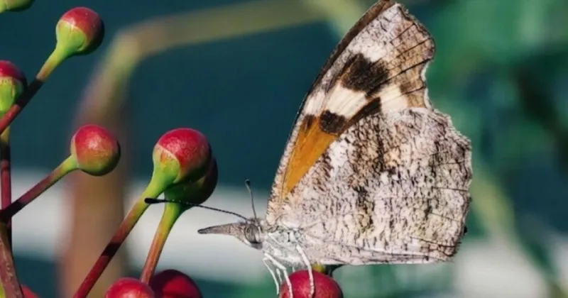 Wet monsoon brings fluttering explosion