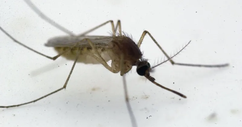 Piatt Co. resident confirmed with West Nile virus