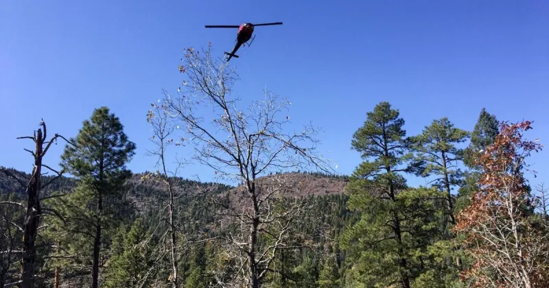 Bill Williams Mountain forest restoration remains 'high priority'