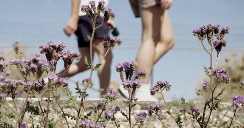Campbell pushes for more weed control along Lake Havasu City paths