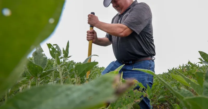 A Pike County farm is patient zero for a 'rapid kill' soybean disease. Solutions prove elusive.